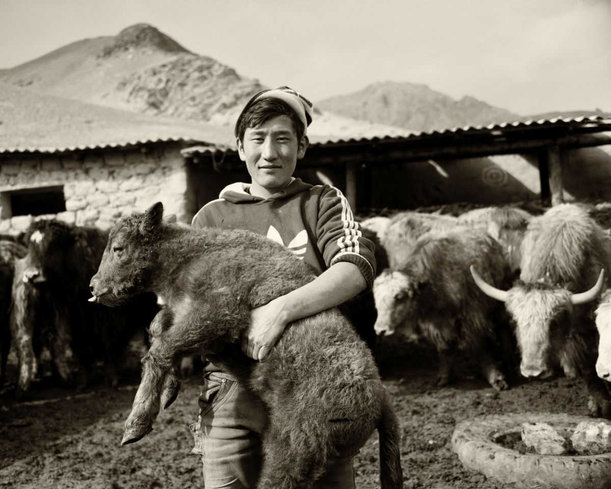 Vaccination des yacks au Kirghizstan